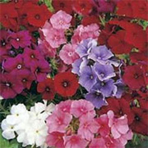 Phlox- Mix Colori- 200 semi