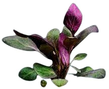 Canton Aquatics Dwarf Cardinal Plant - Aquatic Plants for Freshwater Aquarium - Lobelia Cardinalis Midground Fish Tank Plants - Ideal for Freshwater Aquariums