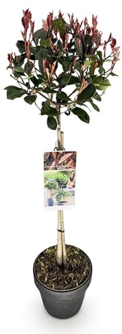 GreenboutiQ - Plante sur Tige - Photinia fraseri Little Red Robin - Plante de Terrasse - Persistante - Résistante au Froid - Feuillage Vert-Rouge - Pot 19cm Hauteur 90cm