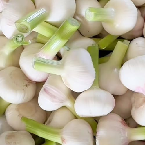 aglio da giardino organiche per la copertura del terreno piantare l'aglio Coltivare invernali verdi da giardino varietà di 300semi