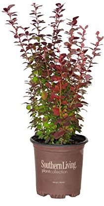 Orange Rocket Barberry (2.5 Quart) Deciduous Shrub with Unique Foliage - Full Sun to Part Shade Live Outdoor Plant