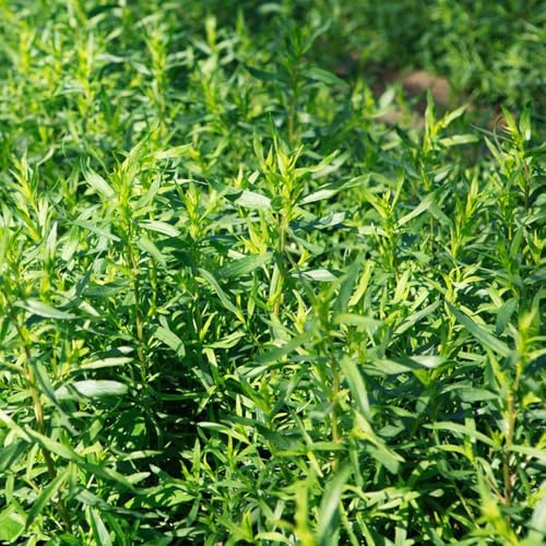 semi di dragoncello biologici - selvatiche, giardino di biologici, balcone cucina con orto 60pcs