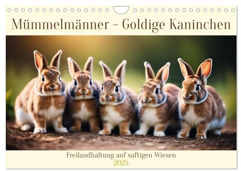 Mümmelmänner - Goldige Kaninchen (Wandkalender 2025 DIN A4 quer), CALVENDO Monatskalender: Freilandhaltung auf saftigen Wiesen (CALVENDO Tiere)