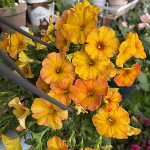 petunie - petunie ricadenti rampicanti, da giardino roccioso semi di petunia di esotici selvatici primaverili, in vasoto 60semi