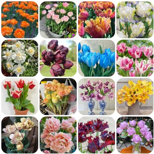 bulbos de tulipán, perenne resistente, raras, balcón, tulipán resistentes al aire libre para lugares soleados, jardín, balcón 12pcs