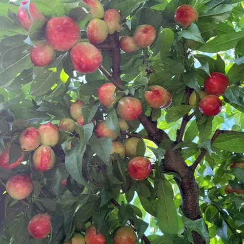 Semillas de nectarina, nectarinas resistentes al aire libre de invernadero interior decoraciones jardín 9pcs
