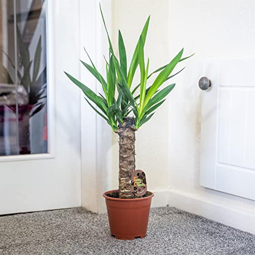 1 Large Yucca in 13cm Pot Evergreen FloorPlant Elephantipes HousePlant Potted Tree