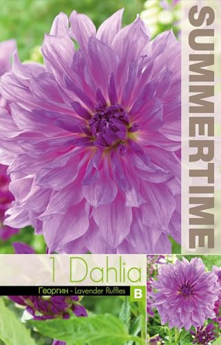 AGRONOM | DAHLIAS - LAVENDER RUFFLES - Bulbes de Fleurs | Plantes Vivaces de Jardin | Bulbes de Fleurs à Planter | Décoration de la Maison | Couleur Violet | 1 Pièces à Bulbes