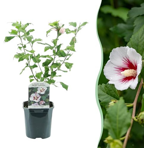 Buskar - Hibiscus syriacus Hamabo - Blomma Ljusrosa - 1 planta - Lövfällande - Underhållsfri - 35-45cm - Ø18cm - Trädgårdsväxt