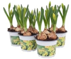 Cuatro Narcisos Naturales DECOALIVE Bulbos de Fácil Cuidado con Color y Fragancia Únicos