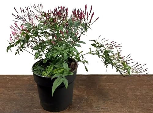 Arbusto Natural de Jazmín Planta para el Exterior del Hogar