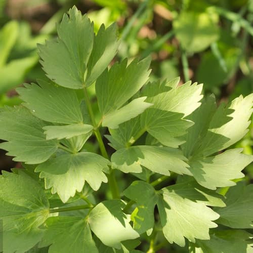 300 pcs Liebstöckel Samen Mehrjährig Winterhart - bio kräutersamen winterharte pflanzen Liebstöckel Pflanze - indoor kräutergarten seltene samen heilkräuter winterharte pflanzen für