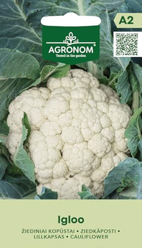 AGRONOM | CHOU-FLEUR Graines IGLOO | Graines de Légumes | Chou Fleur Graines | Graines de Plantes | Graines de Jardin | Variété précoce, l'inflorescence de taille moyenne,compacte, blanche | 1 Paquet