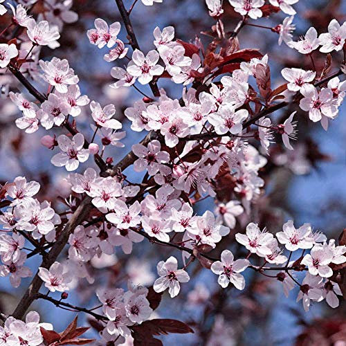 Prunus cerasifera Princess | Cherry Plum | Ornamental Garden Tree | 5-6ft