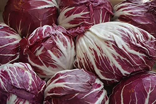 Endive Seeds “Red Treviso” - Multiple Harvest Green to Red Leaf Chicory - Cichorium intybus VAR. Red Treviso | Heirloom Seeds by Liliana's Garden |