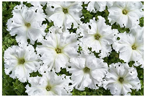 PREMIER SEEDS DIRECT - Petunia FIMBRIATA- Aphrodite F1 - White - 40 PELLETS