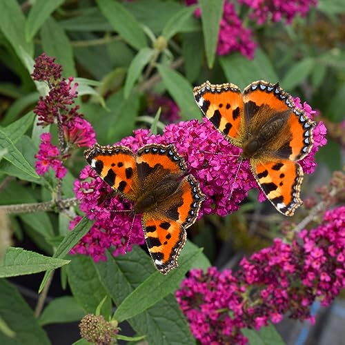 Buddleja 'Summer Bird Raspberry'. 9cm Plant x 2. Butterfly Bush. Red Flowers. Dwarf buddleia for pots. Available from Bedwen Plants
