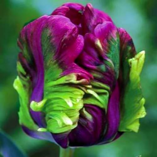 Tulpenzwiebeln 、 Tulpenzwiebeln mehrjährig 、Tulpen zwiebeln mehrjährig、Tulpenzwiebeln weiss 、 Tulpenzwiebeln rot