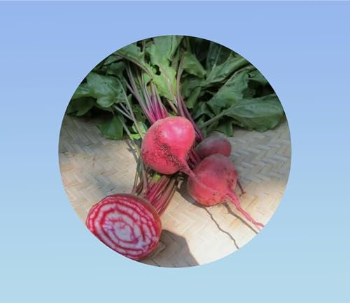 1000 graines de betterave tonga di chioggia - légumes - jardin - potager