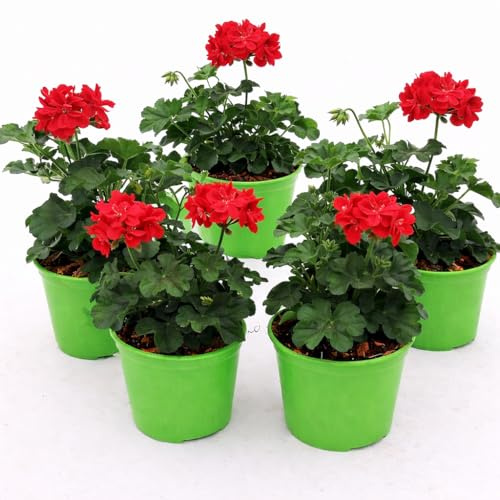 POWERS TO FLOWERS -GERANIO EDERA DOPPIO HERCULES, PELARGONIUM, 5 PIANTE VASO 14, ROSSO, piante vere