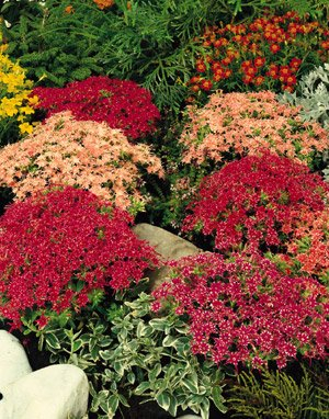 Sternphlox 'Petticoat' 30 samen (Phlox drummondii Cuspidata)