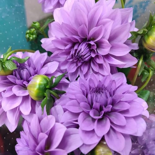 2 Pcs Dahlien Knollen, Dalienknollen Winterhart - Dahlia Pinnata - Frühlingsblüher Zwiebeln, Seltene Pflanzen Winterharte Dahlien Zwiebeln, Garten Blumen, Gartenbedarf Winterharte