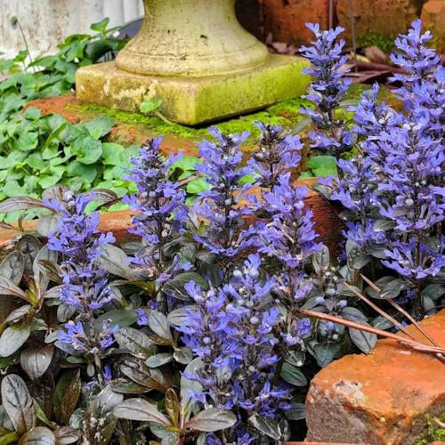 100 pcs Kriechender Günsel Samen - saat wildblumensamen mehrjährig Ajuga reptans, bienenwiese saatgut gartensamen bodendecker winterhart mehrjährig nachhaltige produkte gartenpflanzen