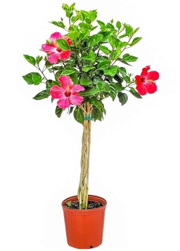 Hibiscus Plants Live - Braided Hibiscus Tree - Pink Painted Lady - Overall Height 38 to 44 - Tropical Plants of Florida (Plant in Growers Pot)