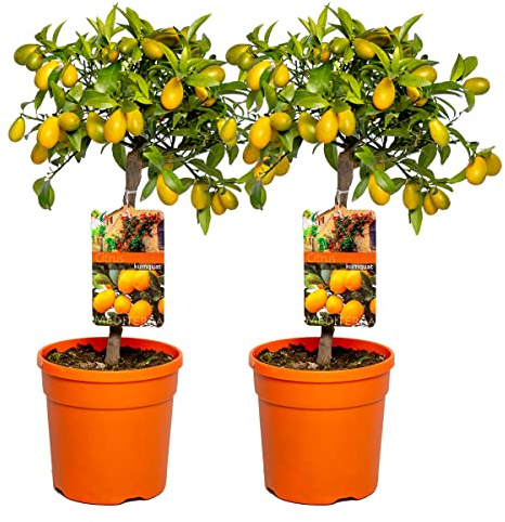 Bloomique - Lot de 2 - Citrus Kumquat - Kumquat - Oranger nain - Agrume - Arbre fruitier - Plantes de jardin - Hauteur 50-70 cm - Pot 19 cm