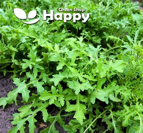 Arugula - 3000 Seeds + Plant tag + Freebie - Garden Rocket - Salad Leaf herb Seeds - Eruca Sativa
