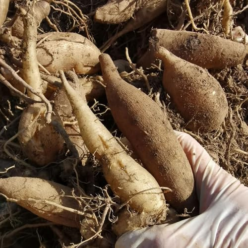 Yacon copertura terreno semi biologici d'appartamento giardino esterno 25pcs