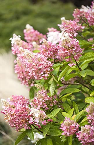 Hydrangea paniculata 'Pinky Winky' 40–60 cm – Winterhart, Mehrjährig, Pflegeleicht – Rispenhortensie – Zierstrauch für Garten & Beet