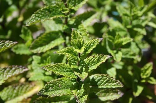 The True SPEARRMINT Mentha X SPICATA Tough Hardy Highly Scented Mint in 9CM Pot