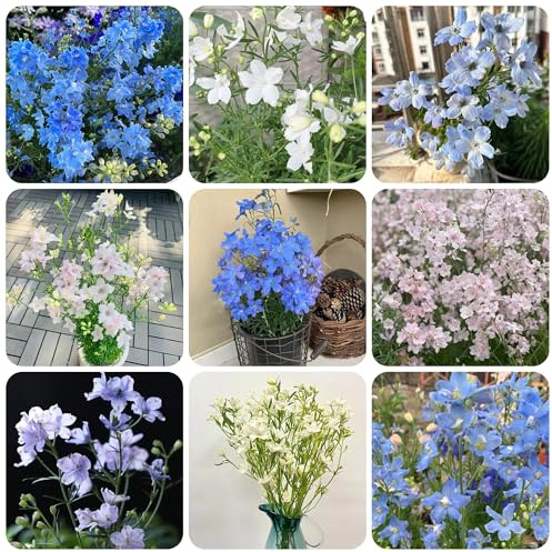 semi resistenti del delphinium, delphinium di campo da balcone, recisi resistenti, luoghi soleggiati di perenni 300pcs