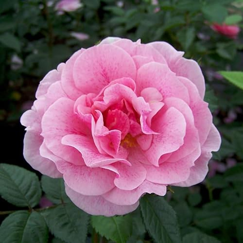 Kletterrose „Camelot®“ - rosa blühende, duftende ADR-Topfrose im 6 L Topf - frisch aus der Gärtnerei - Pflanzen-Kölle Gartenrose