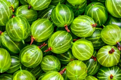 Pixwell Gooseberry Seedlings for Planting - Grow Green Gooseberry Plants (1 Seedling)