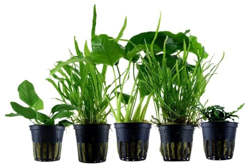 AquaOne Akvarieväxter I 5 x vattenväxter I Sittare akvarieväxter I Anubias Hygrophila Microsorum I set med 5 enkla krukor akvarieväxter