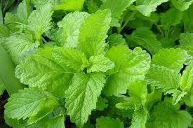 Herb Melissa Lemon Balm 2000 Seeds