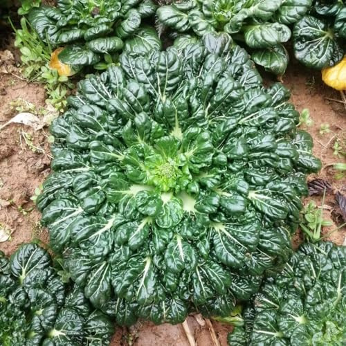 cavolo cinese, semi di pak choi, vecchie varietà di vecchie varietà esotico resistenti per giardini rocciosi balcone serra raro giardino sul balcone 150pcs