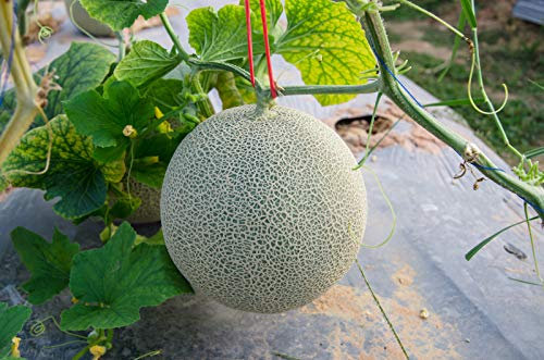 Viridis Hortus - Melon Charentais 10 Heirloom Variety Vegetable/Fruit Seeds Ideal for Greenhouse or Polytunnel