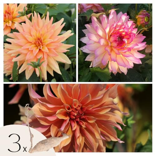 Plant in a Box - Dahlias - Mix 3 Bulbes - Dahlia 'Labyrinth', 'Labyrint Twotone' - Floraison Abondante - Plante d’Extérieur