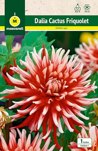 Mascarell Semillas, DALIA CACTUS FRIQUOLET, Semillas Bulbosas, Bulbos de Flores Primavera Fácil de Cultivar, Bolsa 1 Bulbo