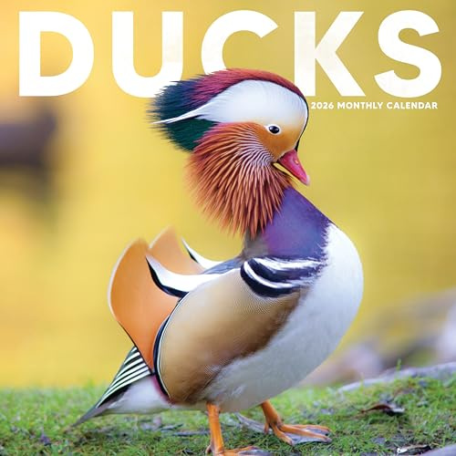 Ducks Calendar 2026 | 12 x 24 Cute Duck Waterfowl Birds12 Month | Marble City Press | Hunting, Nature Photography, Bird, Birding, Nature, Mallard | 2026-2027