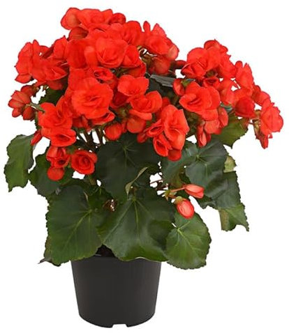 Begonia Elatior de FlorlLa Planta que te Alegrará el Día Planta Natural Mix Color