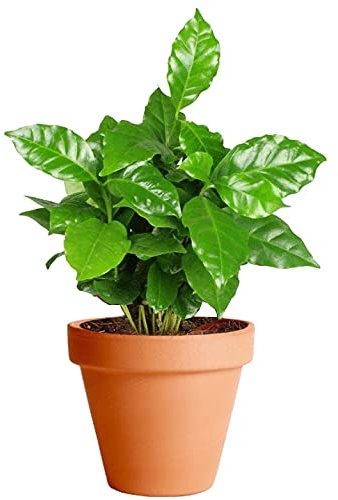 Planta del Café con Maceta de Cerámica DECOALIVE Coffea Arabica Planta de Interior