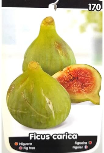 ÁRBOL FRUTAL HIGUERA VERDAL M25 140-150CM PARA EXTERIOR