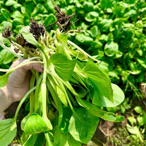 Las semillas de Pak Choi son resistentes al invierno, para balcones hojas de mostaza china interior exóticas 200pcs