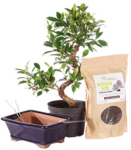 Brussel's Bonsai - Live Golden Gate Ficus Bonsai Tree Kit with Ceramic Bonsai Pot & Bonsai Soil, Indoor Bonsai Plant Starter Kit, Easy Care Houseplant for Home or Office (Medium)