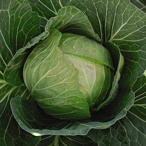 Cabbage F1 Hybrid Seeds Grow Your Own Vegetable Plants Hardy Annual Brassica 'Cabbice' 1 Packet of Seeds by Thompson & Morgan