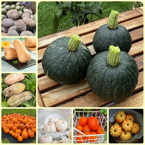 Semillas de calabaza orgánicas, jardín de Semillas de calabaza ornamentales, semillas de exóticas regalos sostenibles 80pcs